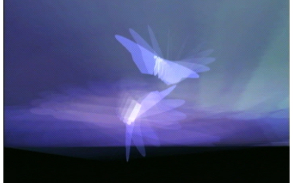 Butterfly_2